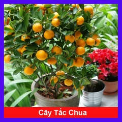 Cây Hạnh Chua