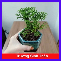 Cây Trường Sinh Thảo