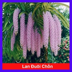 Cây Phong Lan Đuôi Chồn