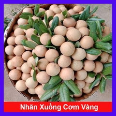 Cây Nhãn Xuồng
