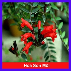 Cây Hoa Son Môi