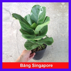 Cây Bàng Singapore