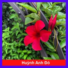 Cây Huỳnh Anh Đỏ