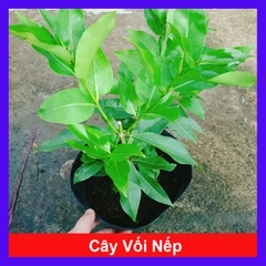 Cây Vối