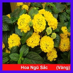 Cây Hoa Trâm Ổi (Vàng)