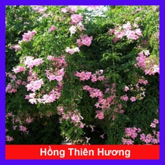 Cây Hồng Thiên Hương