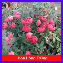 Cây Hồng Trứng