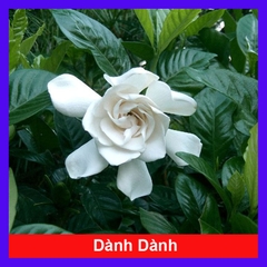 Cây Dành Dành
