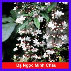 Cây Dạ Ngọc Minh Châu