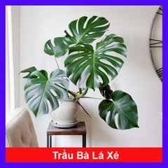 Cây Trầu Bà Lá Xẻ