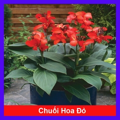 Cây Chuối Hoa Đỏ