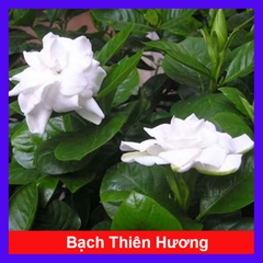 Cây Bạch Thiên Hương