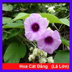 Cây Cát Đằng Lá Lớn