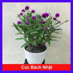 Cây Cúc Bách Nhật (Tím)