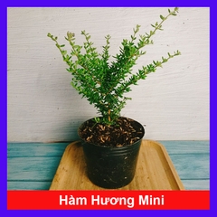 Cây Hàm Hương Mini