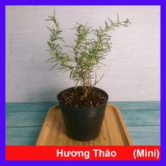 Cây Hương Thảo Mini