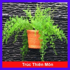 Cây Trúc Thiên Môn