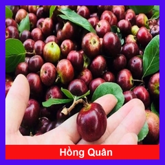 Cây Hồng Quân