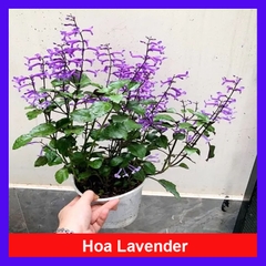 Cây Lavender