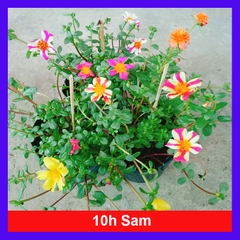 Cây 10h Sam