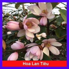 Cây Lan Tiêu