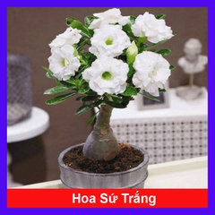 Cây Sứ Trắng