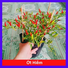 Cây Ớt Hiểm