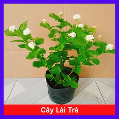 Cây Lài Trà
