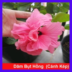 Cây Dâm Bụt Hồng