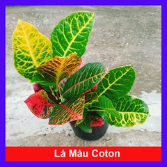 Cây Lá Màu Coton