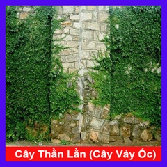 Cây Thằn Lằn