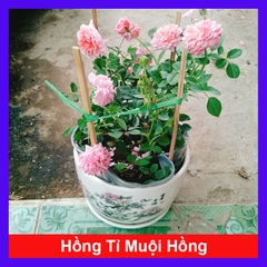 Cây Hồng Công Chúa