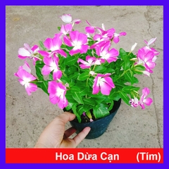 Cây Hoa Dừa Cạn (Tím)
