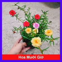 Cây 10h Nhiều Màu