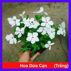 Cây Hoa Dừa Cạn (Trắng)