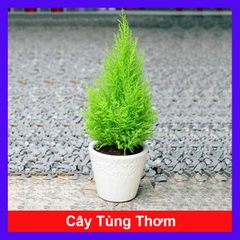 Cây Tùng Thơm