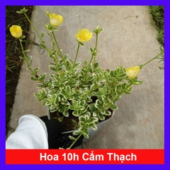 Cây 10h Cẩm Thạch
