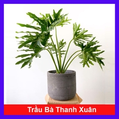 Cây Trầu Bà Thanh Xuân