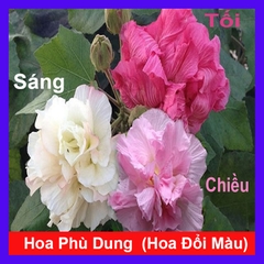 Cây Phù Dung
