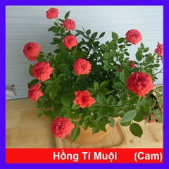 Cây Hồng Tỉ Muội Cam