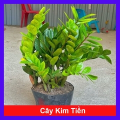 Cây Kim Tiền