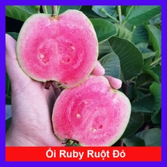 Cây Ổi Ruby Ruột Đỏ