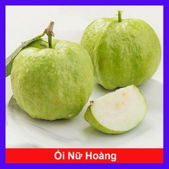 Cây Ổi Nữ Hoàng