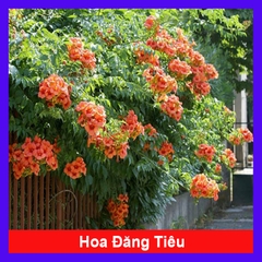 Cây Hoa Đăng Tiêu