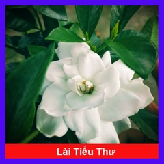 Cây Lài Tiểu Thư