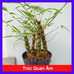 Cây Trúc Đùi Ếch