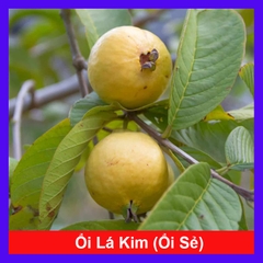 Cây Ổi Lá Kim