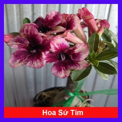 Cây Sứ Tím