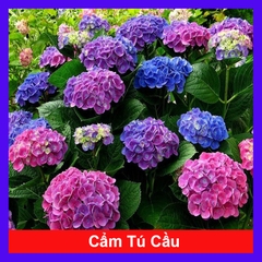 Cây Cẩm Tú Cầu (Lớn)
