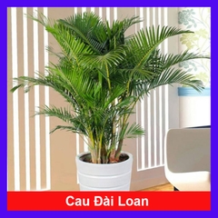 Cây Cau Đài Loan